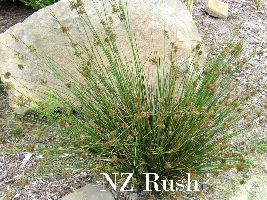 500x Riparian Combo - $3.59 each
