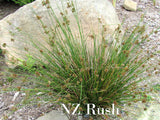 1000x Riparian Combo - $2.99 each