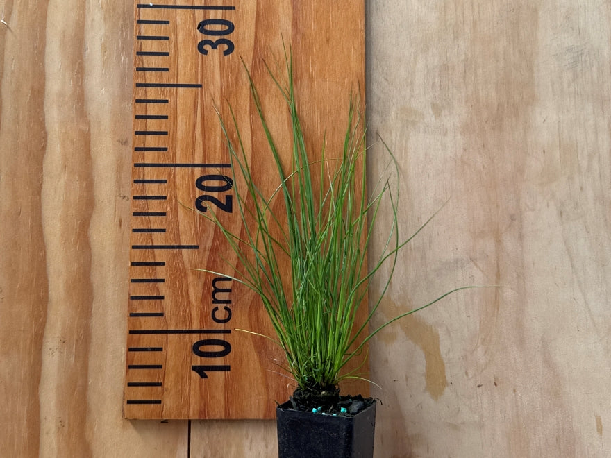 50x Giant Rush - $1.99 each