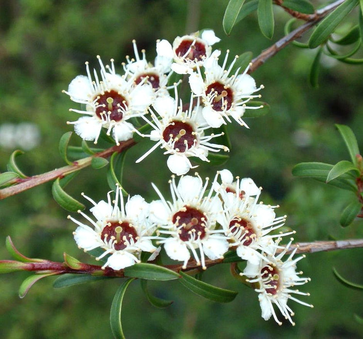 5x Kanuka - $5.99 each