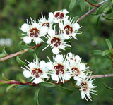 Kunzea Ericoides