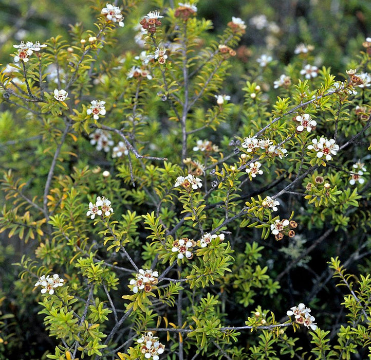 5x Kanuka - $5.99 each
