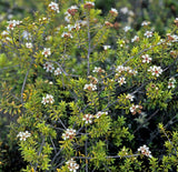 Kunzea Ericoides