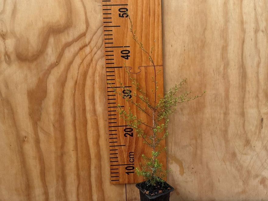 5x Kanuka - $5.99 each