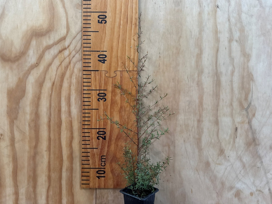 Kunzea Ericoides
