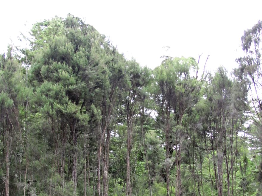 5x Kanuka - $5.99 each