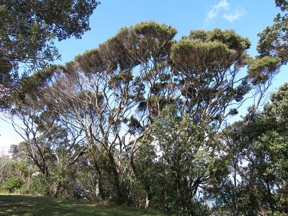 5x Kanuka - $5.99 each