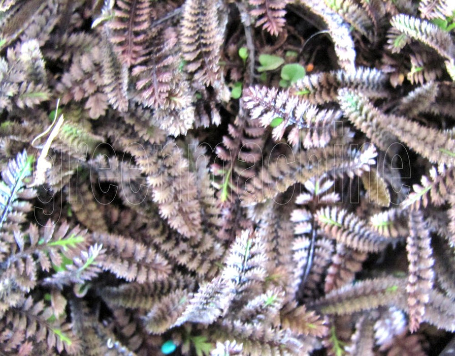100x Leptinella Platts Black - $2.99 each