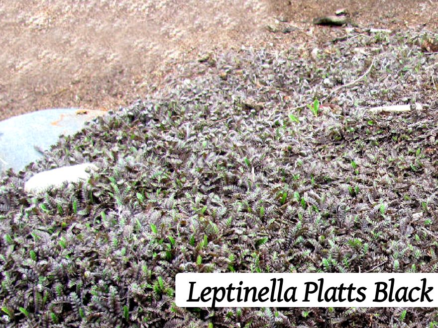 25x Native Groundcover Combo - $4.99 each