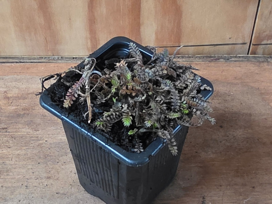 Leptinella Platts Black