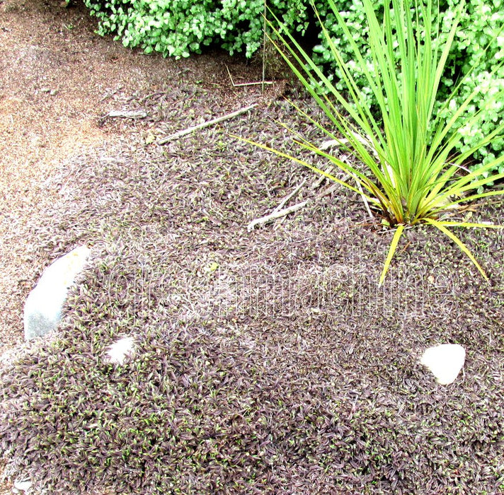 100x Leptinella Platts Black - $2.99 each