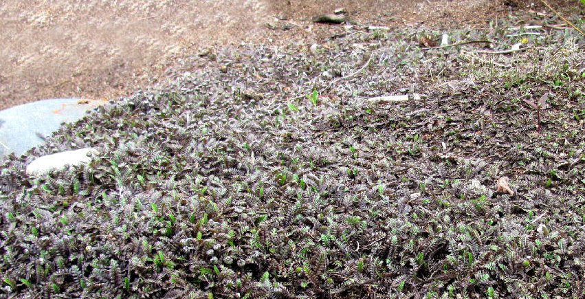 25x Leptinella Platts Black - $2.99 each