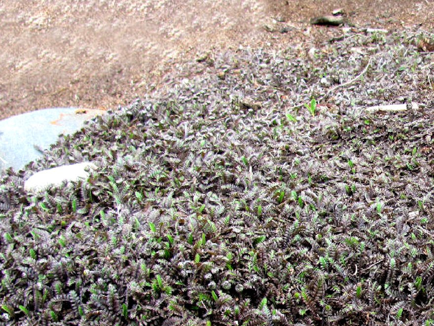 5x No mow lawn - Platts Black - $2.99 each