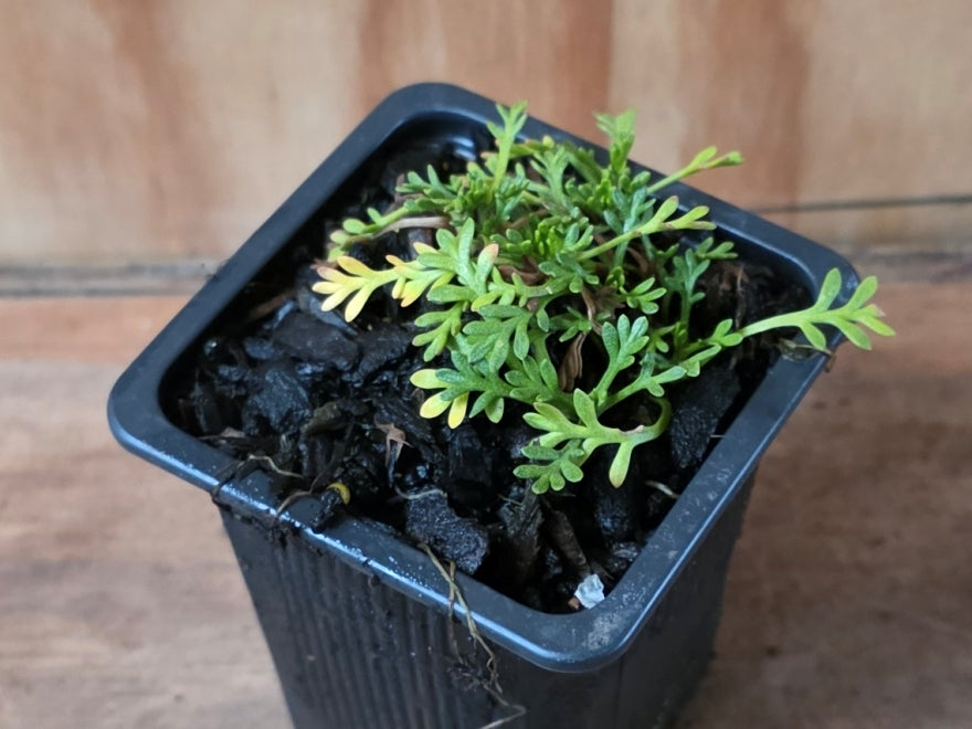 5x Leptinella pyrethrifolia - $5.99 each