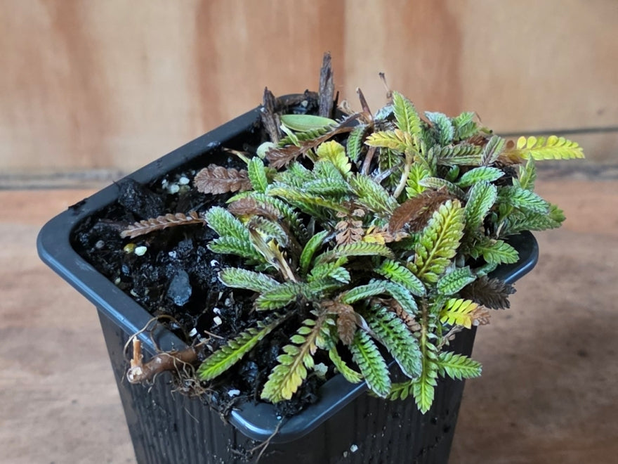 Leptinella Squalida