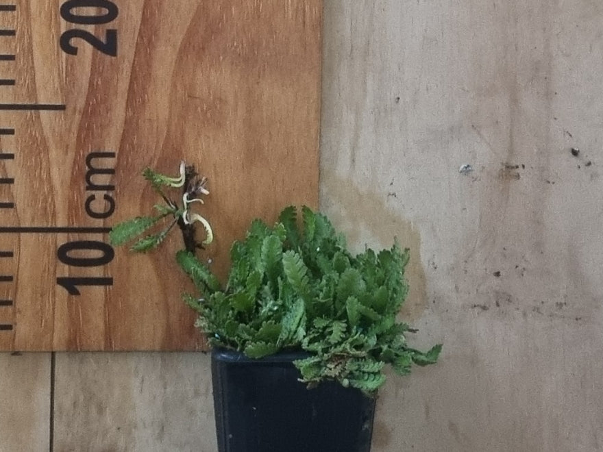 Leptinella Minor