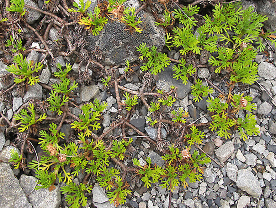100x Leptinella pyrethrifolia - $3.99 each