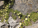 Leptinella pyrethrifolia