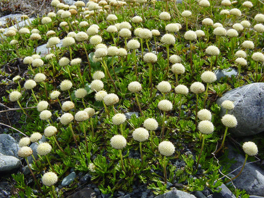 25x Leptinella pyrethrifolia - $4.99 each