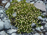 5x Leptinella pyrethrifolia - $29.95