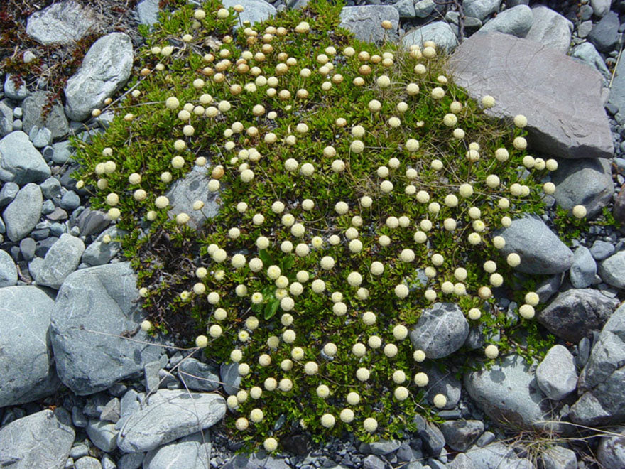 100x Leptinella pyrethrifolia - $3.99 each