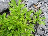 Leptinella pyrethrifolia