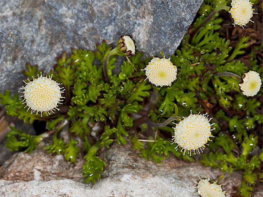 100x Leptinella pyrethrifolia - $3.99 each