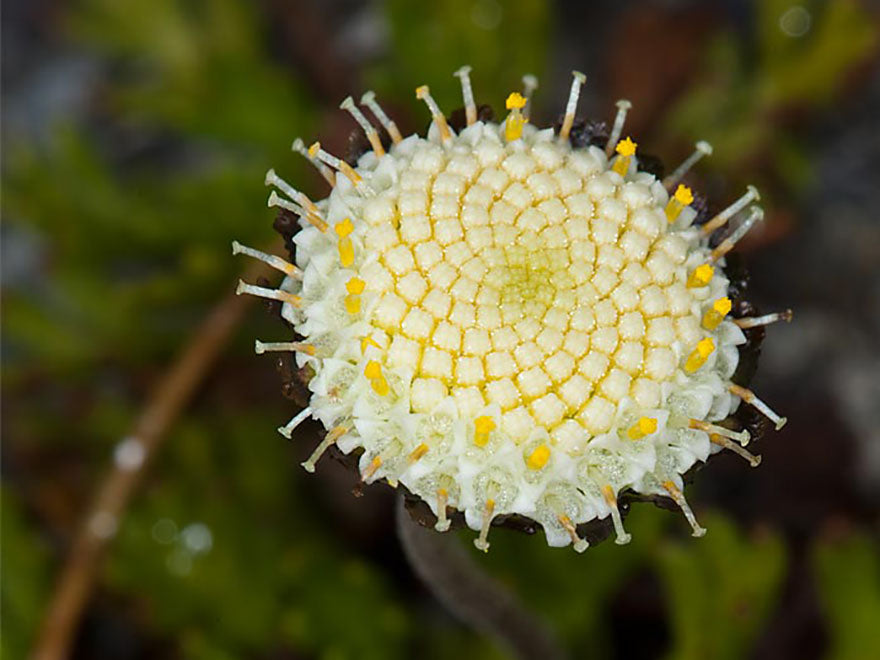 25x Leptinella pyrethrifolia - $4.99 each