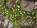 25x Native Groundcover Combo - $4.99 each