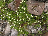 5x Leptinella pyrethrifolia - $29.95