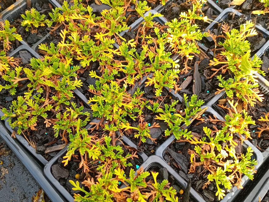 25x Leptinella pyrethrifolia - $4.99 each