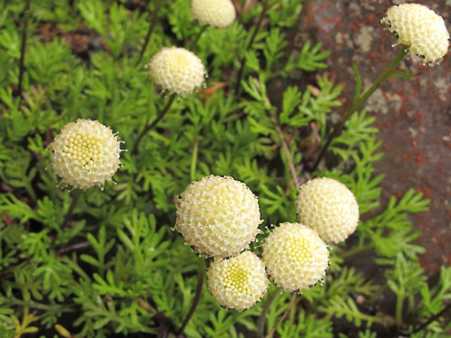 Leptinella pyrethrifolia