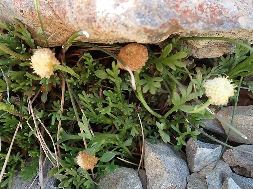 100x Leptinella pyrethrifolia - $3.99 each