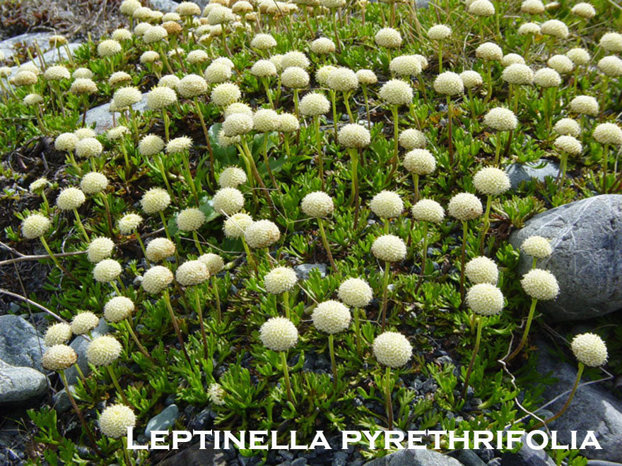 25x Native Groundcover Combo - $4.99 each