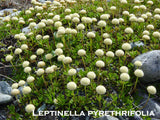 25x Native Groundcover Combo - $4.99 each