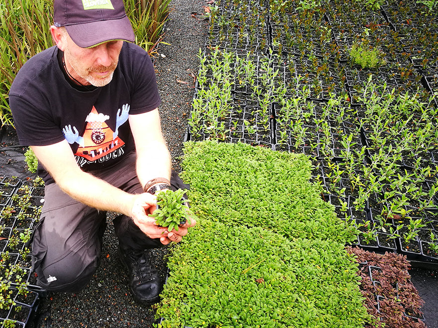 100x No Mow Lawn - $2.99 each