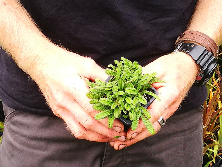 25x No Mow Lawn - $2.99 each