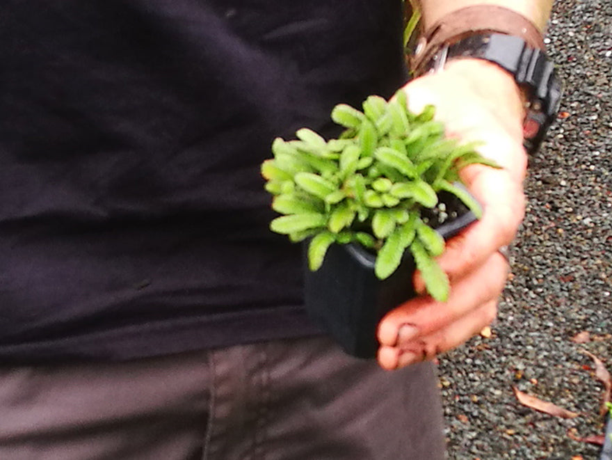 100x No Mow Lawn - $2.99 each