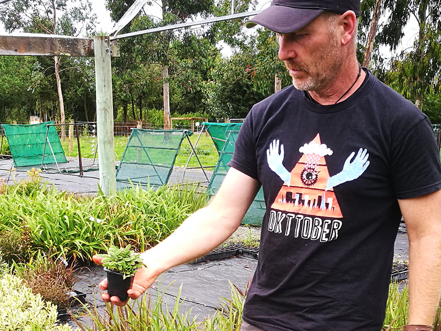 25x No Mow Lawn - $4.99 each