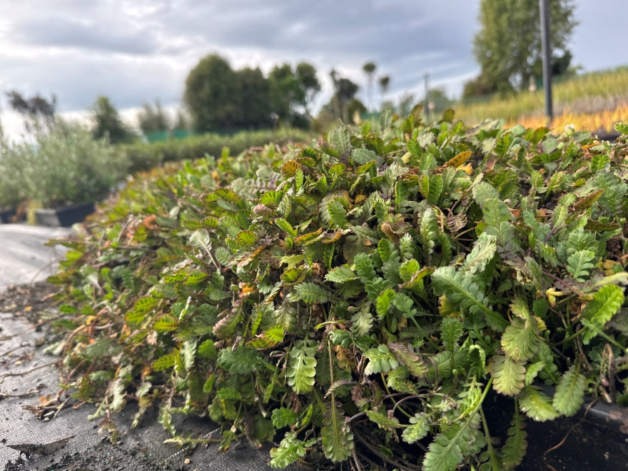10x Leptinella traillii - 99c each