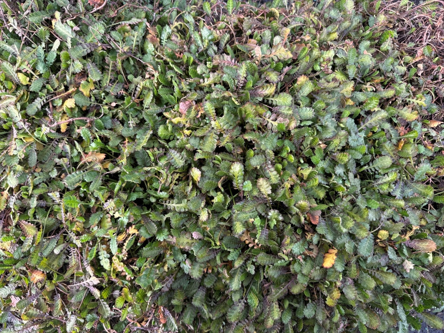 10x Leptinella traillii - 99c each