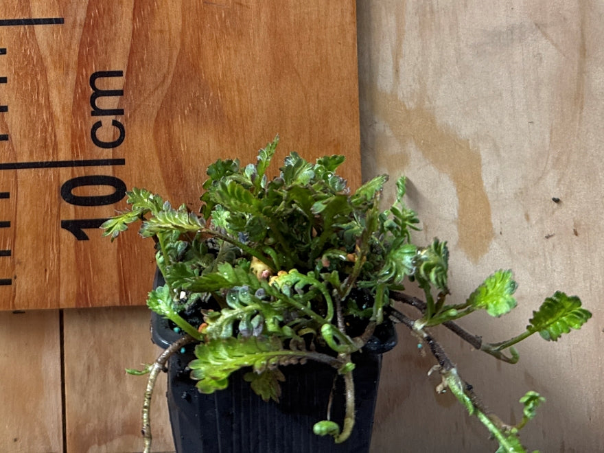 100x Leptinella traillii - $1.99 each