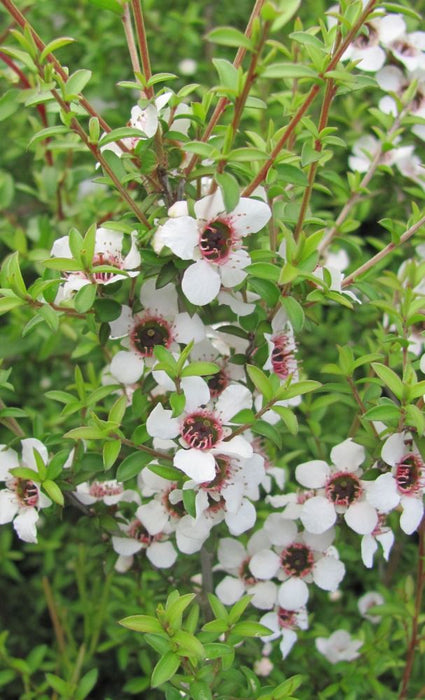 100x Manuka - $3.99 each