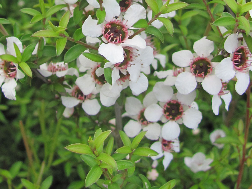 Leptospermum Scoparium