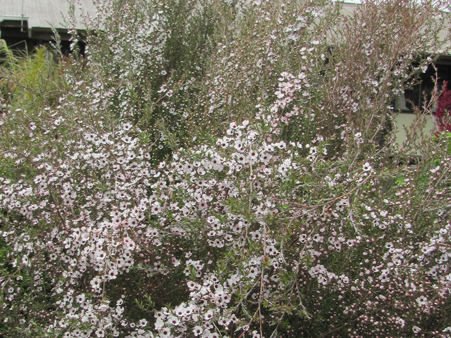 Leptospermum Scoparium