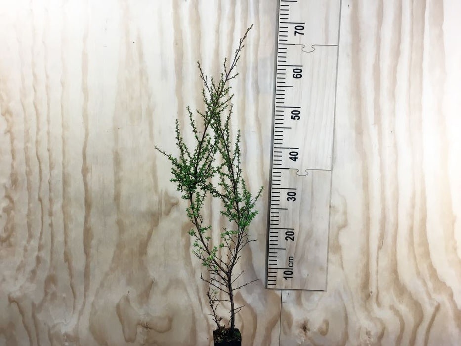 Leptospermum Scoparium