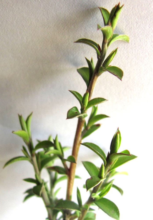 25x Manuka - $124.75 each