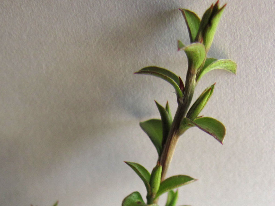 Leptospermum Scoparium