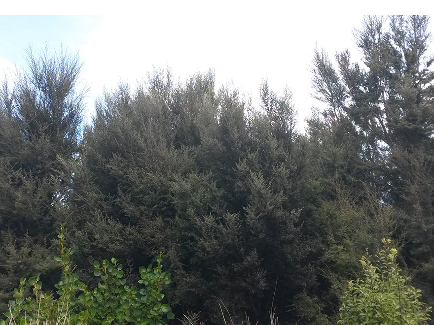 Leptospermum Scoparium