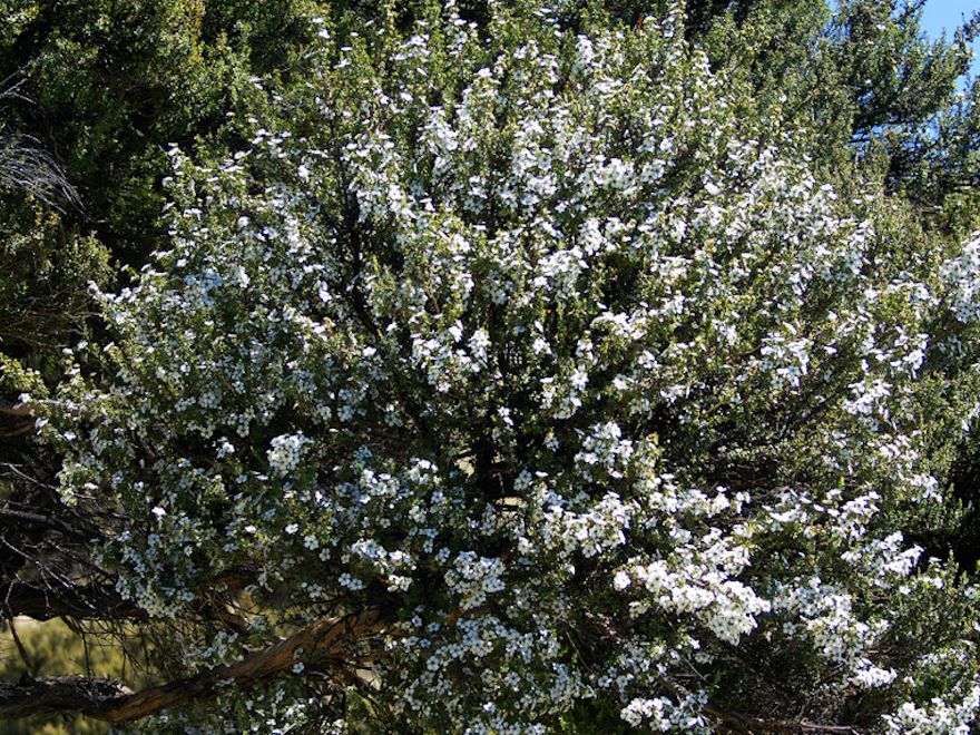 Leptospermum Scoparium